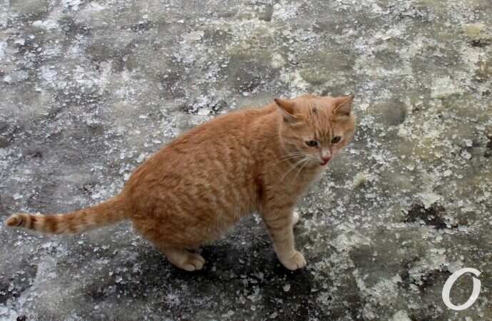 Одесские дворики, декабрь9