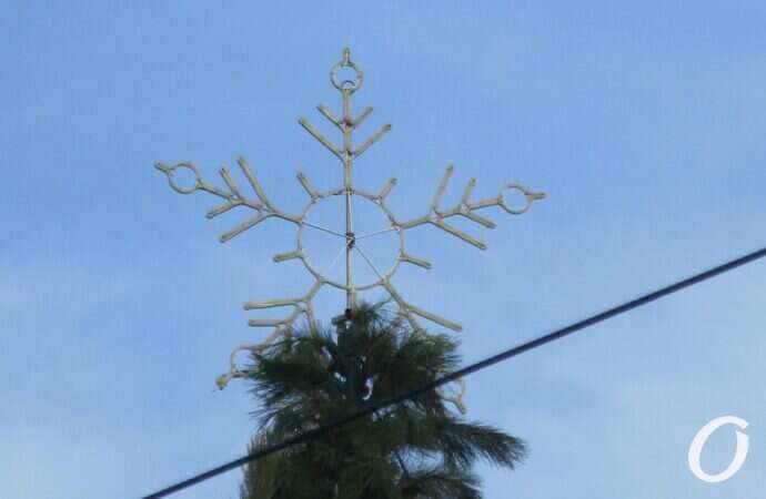 в парке Шевченко установили новогоднюю елку