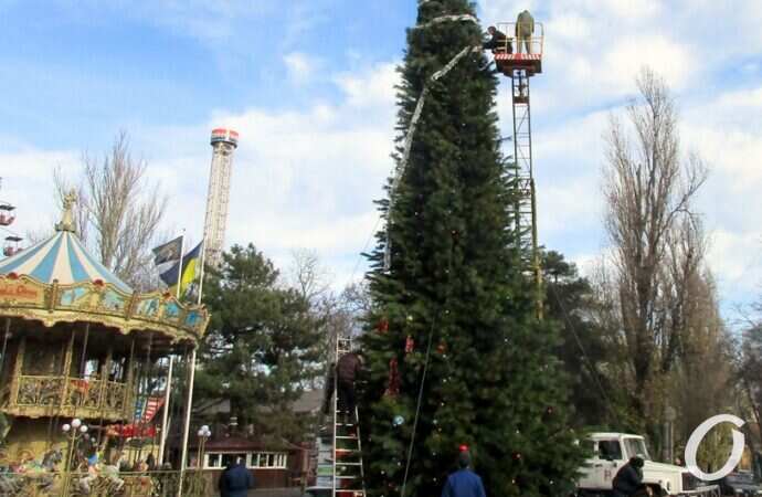 в парке Шевченко установили новогоднюю елку