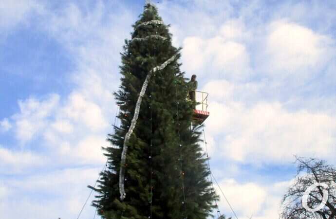 в парке Шевченко установили новогоднюю елку