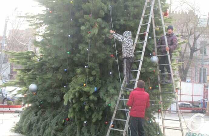в парке Шевченко установили новогоднюю елку