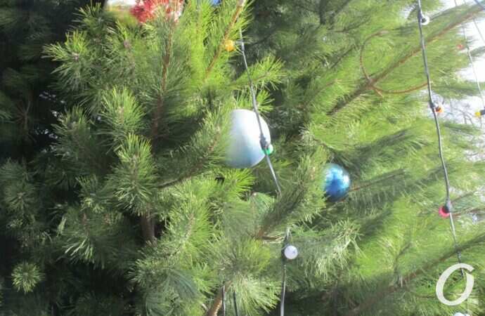 в парке Шевченко установили новогоднюю елку