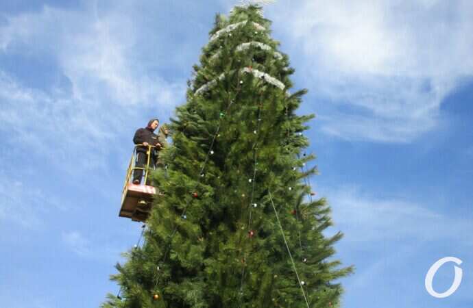 в парке Шевченко установили новогоднюю елку