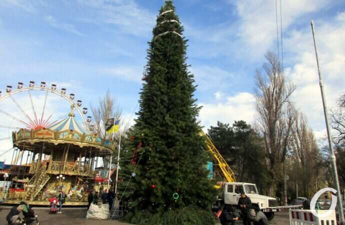 в парке Шевченко установили новогоднюю елку