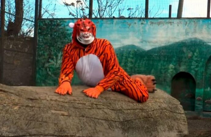 «Самый лучший в мире зверь»: Одесский зоопарк выпустил клип в честь Года Тигра (видео)