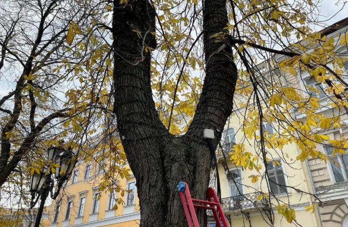 украшение Приморского бульвара9