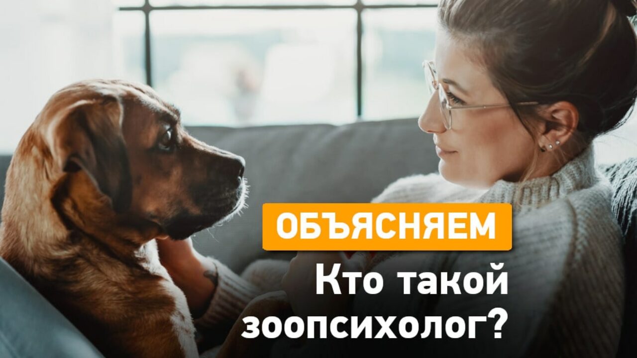 Кто такой зоопсихолог? - Одесская Жизнь