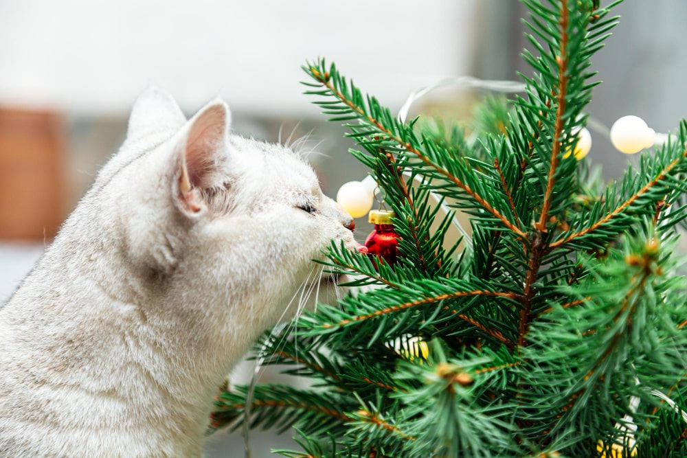 Что можно сделать, чтобы уберечь своего кота и новогоднюю елку?