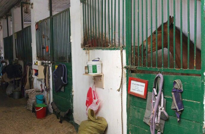 Лошади на Одесском ипподроме остались без тепла и света