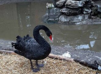 В Одесском зоопарке поселился спасенный черный лебедь (фото)
