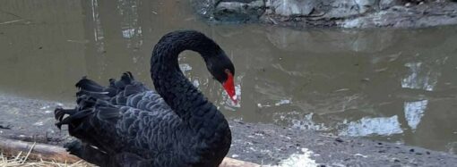 В Одесском зоопарке поселился спасенный черный лебедь (фото)