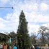Первая пришла: в Одессе установили 15-метровую живую елку