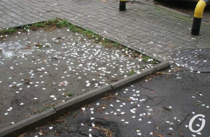 Дерибасовская, 1 января 2022 года25