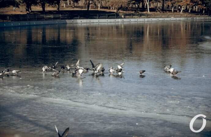 Январь в парке Победы