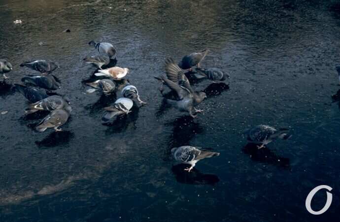 Январь в парке Победы14