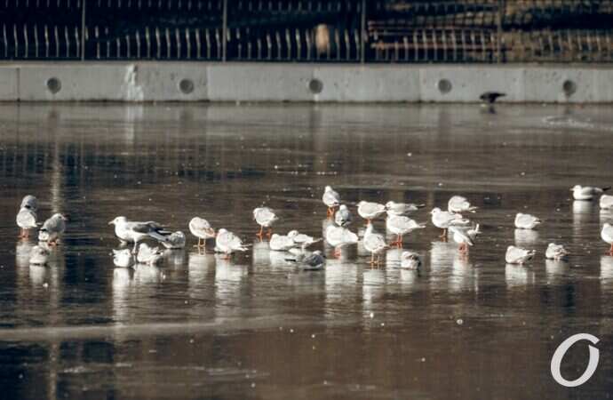 Январь в парке Победы5