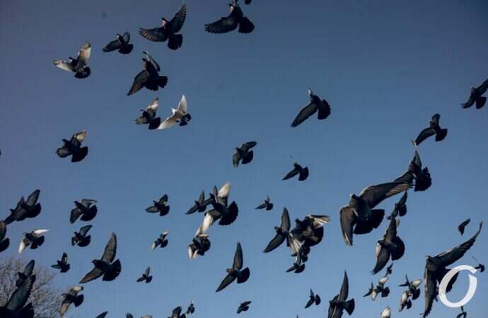 Январь в парке Победы7