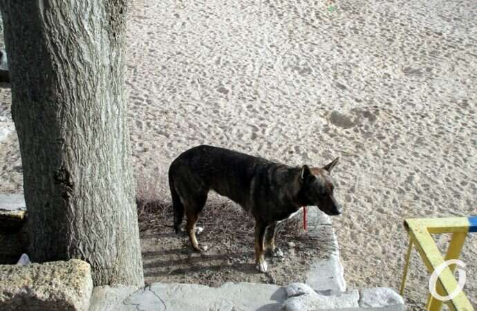 Люстдорф зимой19