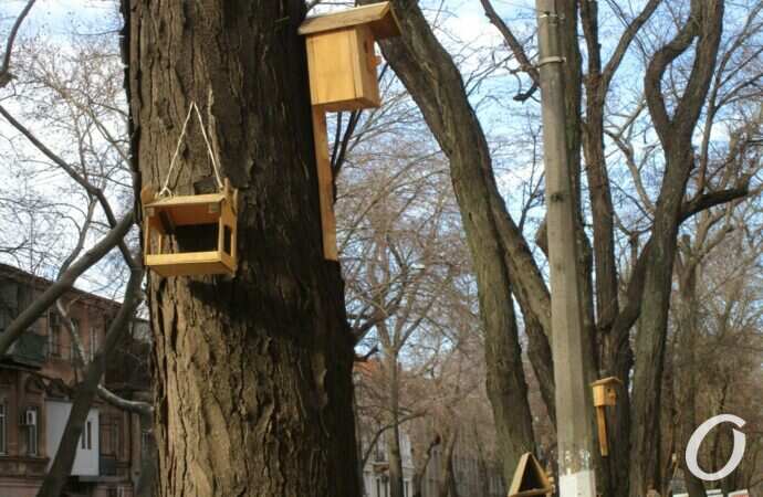 Птичий городок11