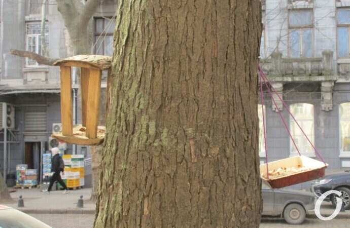 Птичий городок19