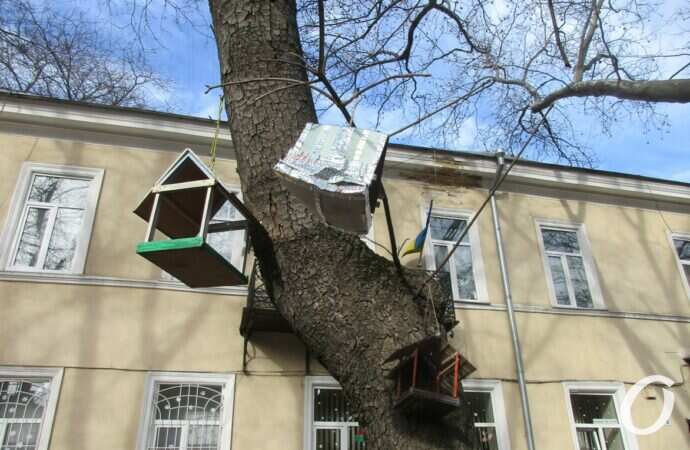 Птичий городок2