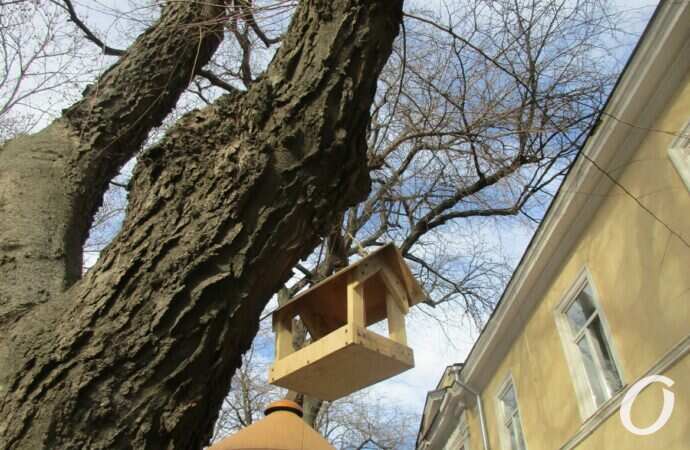 Птичий городок9