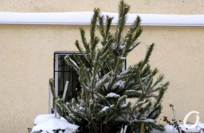 Отгулявшие елки10