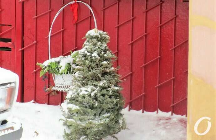 Отгулявшие елки11