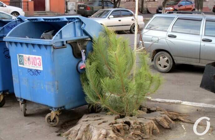 Отгулявшие елки2