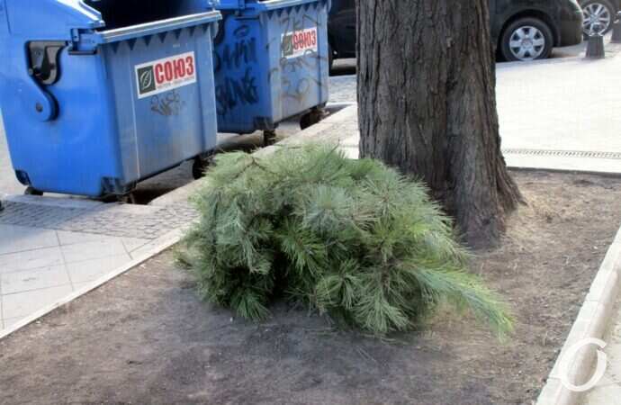 Отгулявшие елки3