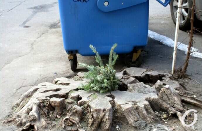 Отгулявшие елки4