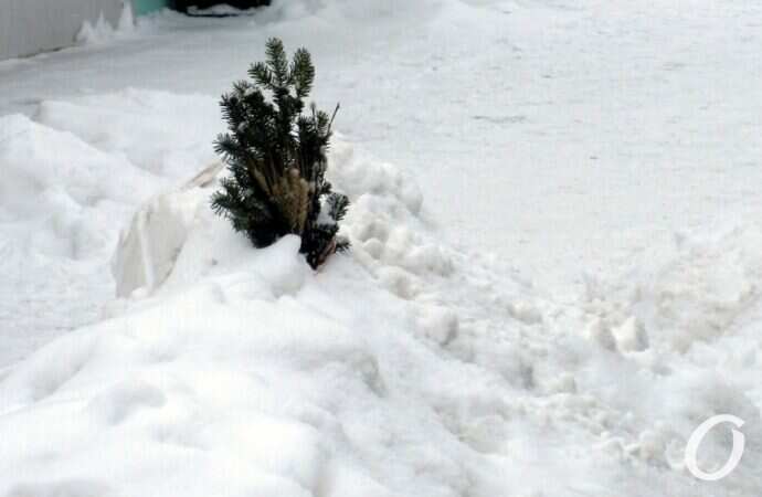 Отгулявшие елки5