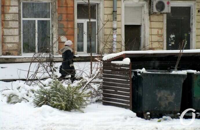 Отгулявшие елки6