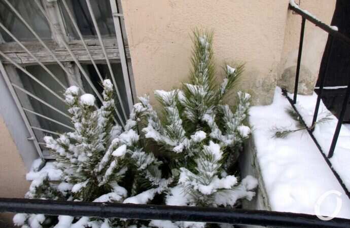 Отгулявшие елки9