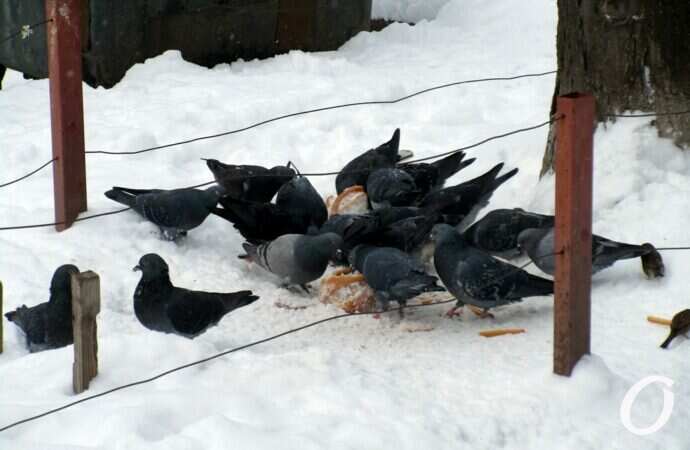 Январь в центре Одессы20