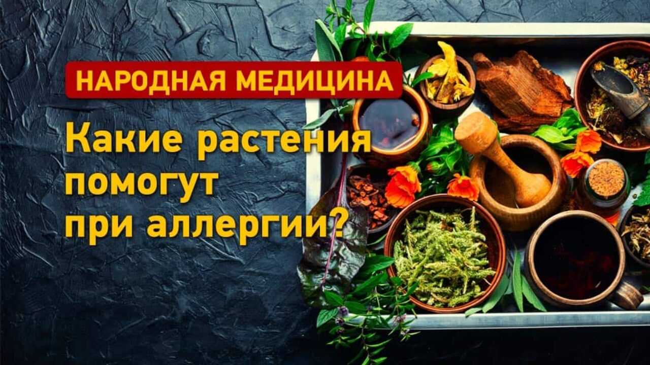 Аллергия: какие растения помогут – советы фитотерапевта | Здоровье и  Медицина