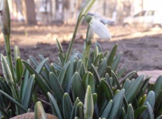 Січнева весна: в Одесі розквітли перші проліски (фотофакт)