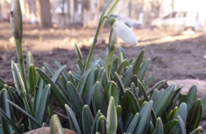 Январская весна: в Одессе расцвели первые подснежники (фотофакт)