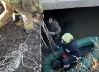 Под Одессой спасатели достали пса из выгребной ямы: понадобилась даже лодка (видео)
