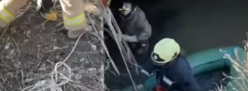 Под Одессой спасатели достали пса из выгребной ямы: понадобилась даже лодка (видео)