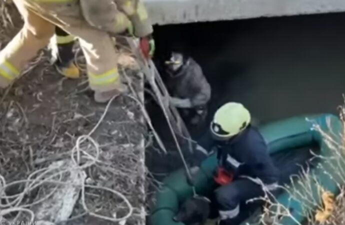 Под Одессой спасатели достали пса из выгребной ямы: понадобилась даже лодка (видео)
