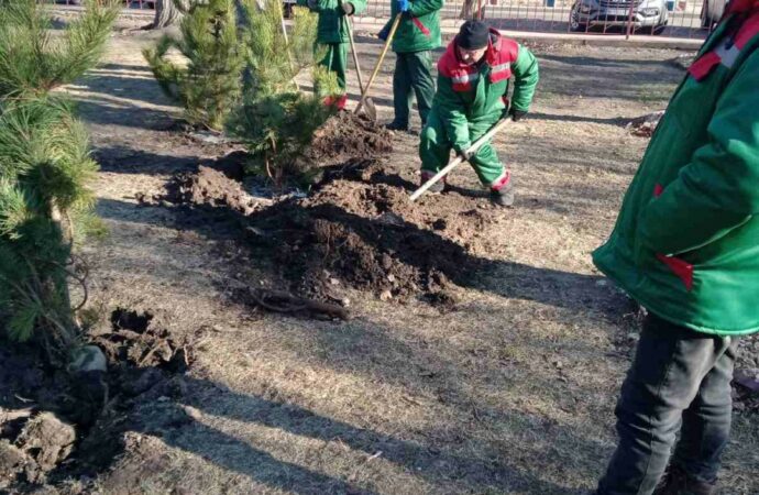 высадка сосен у школ2