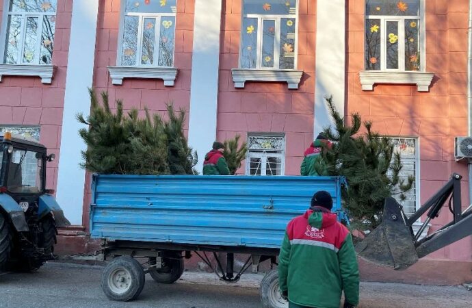 высадка сосен у школ3