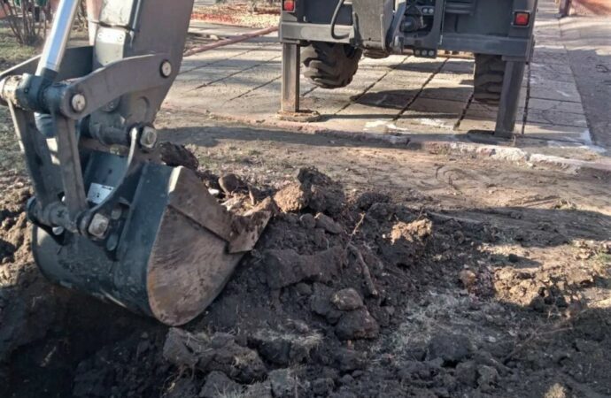 высадка сосен у школ4