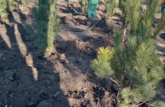 высадка сосен у школ5