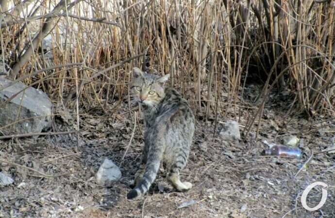 улица Чернышевского32