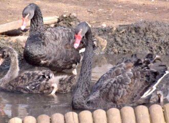 В одеському зоопарку у пари чорних лебедів вилупилося пташеня (фото)
