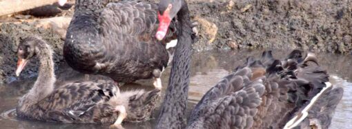 В одесском зоопарке у пары черных лебедей вылупился птенец (фото)