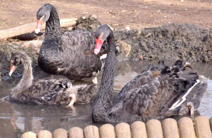 В одеському зоопарку у пари чорних лебедів вилупилося пташеня (фото)