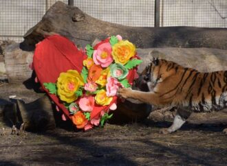 Одесский зоопарк выбирает пару года: как проголосовать? (фото)